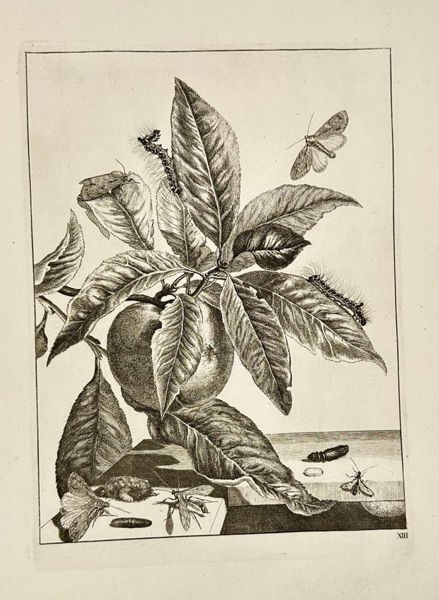 Jacob L’Admiral – Metamorphosis of Insects on Peach Branch – Engraving (1744)