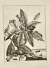 Jacob L’Admiral – Metamorphosis of Insects on Peach Branch – Engraving (1744)