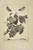 Jacob L'Admiral (1700–1770) – Botanical Study of Grape leaves – Engraving (1774)
