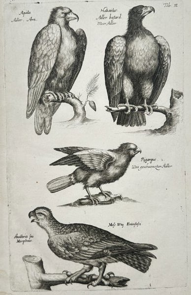 John Jonston (1603–1675) – Studies of Eagle and Raptor Species – Engraving (1650–1653) 