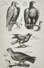 John Jonston (1603–1675) – Studies of Eagle and Raptor Species – Engraving (1650–1653) 