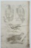 John Jonston (1603–1675) – Studies of Eagle and Raptor Species – Engraving (1650–1653) 