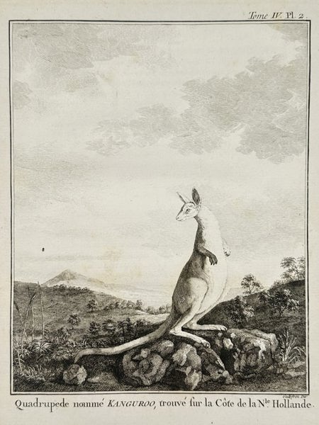 Robert Benard (1734–1777) – Study of a Kangaroo – Australia – Engraving (1772–1780)
