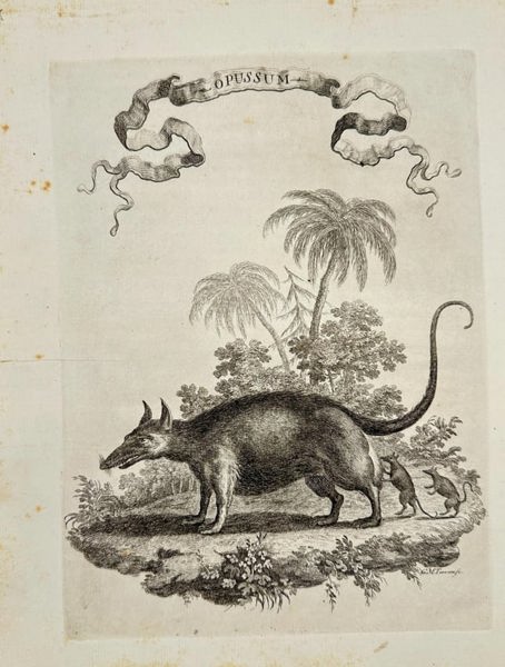 Giuseppe Maria Terreni – Opussum – Copperplate Engraving (1763)