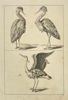 Frederick de Wit (1629–1706) – Study of Herons – Copperplate Engraving