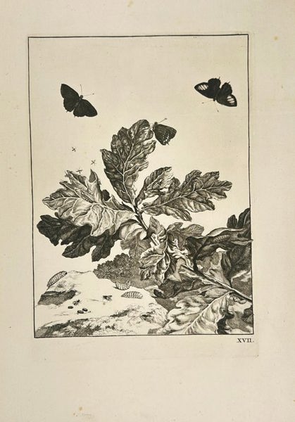 Jacob l’Admiral II – Flying Butterflies and Other Insects Above a Branch - Engraving (Early 18th Century)