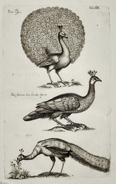 Joannes Jonstonus (1603-1675) – View of peacock species – Engraving (1653)