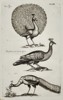 Joannes Jonstonus (1603-1675) – View of peacock species – Engraving (1653)