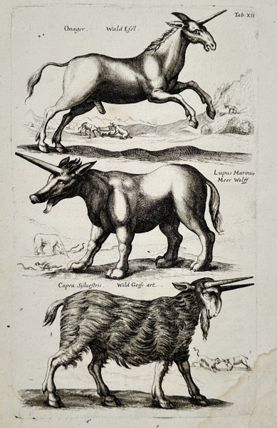 Joannes Jonstonus (1603-1675) – View of Mythical Beasts – Engraving (1653)
