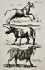 Joannes Jonstonus (1603-1675) – View of Mythical Beasts – Engraving (1653)
