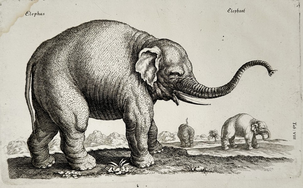 Joannes Jonstonus (1603-1675) - Elephant Study - Engraving (1653)