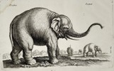Joannes Jonstonus (1603-1675) - Elephant Study - Engraving (1653)