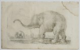 Joannes Jonstonus (1603-1675) - Elephant Study - Engraving (1653)