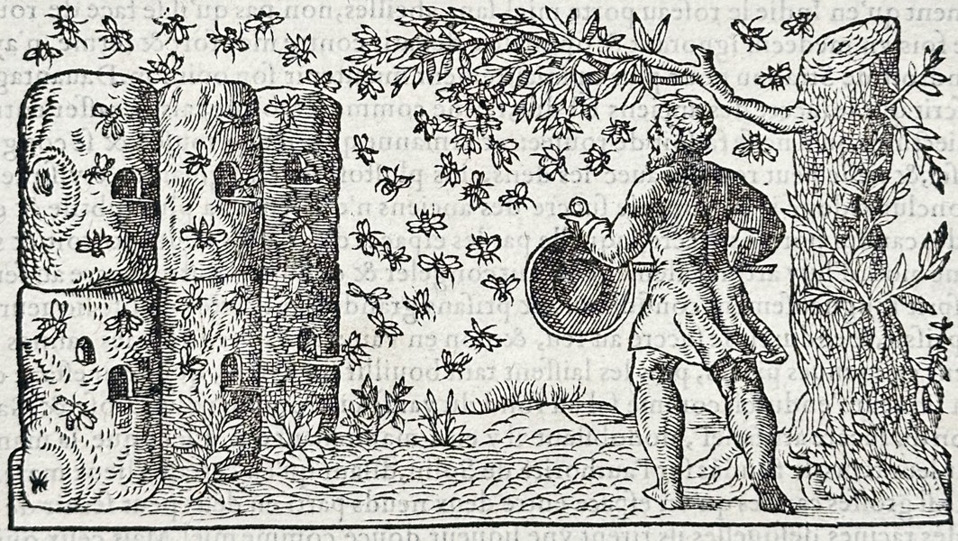 Pietro Andrea Mattioli (1501-1577) – Botanical Study of Wheat – Woodcut