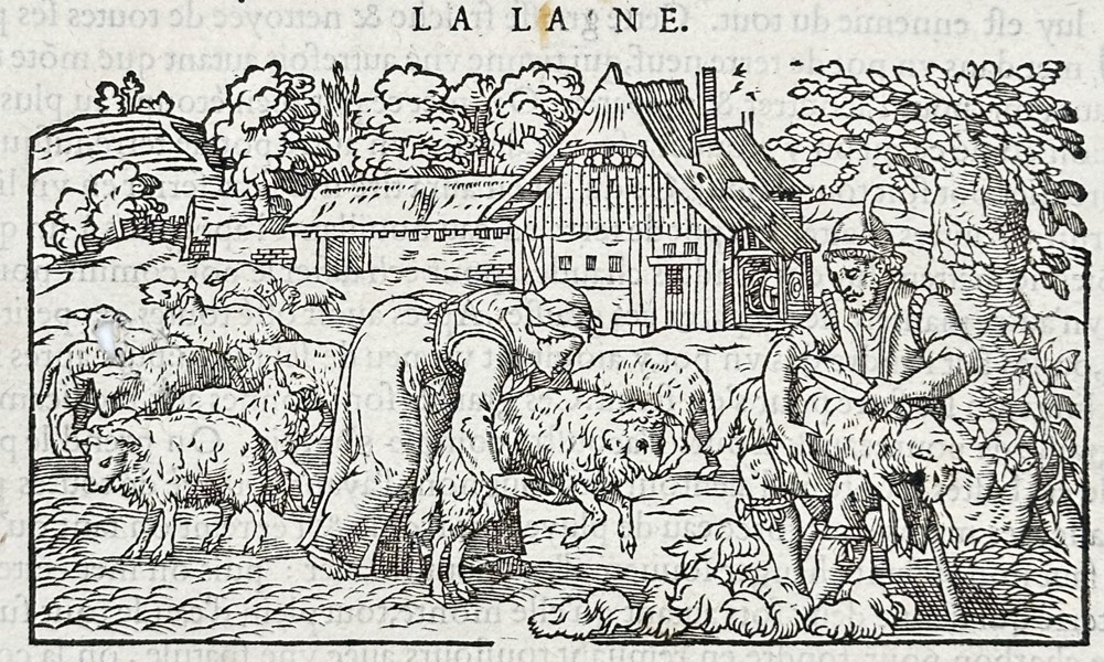 Pietro Andrea Mattioli (1501-1577) – Illustration of Wool Processing and Rennet - Woodcut