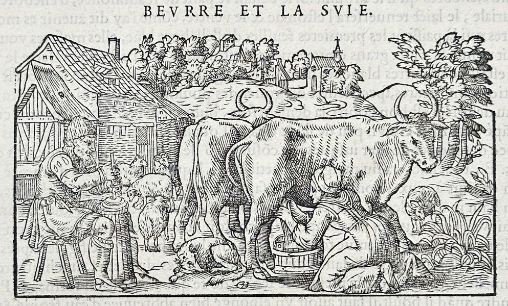 Pietro Andrea Mattioli (1501-1577) – Illustration of Butter and Milk Processing