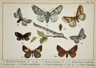 Gottfrid Adlerz (1858–1918) – Mottled Umber, Belted Beauty, and Peppered Moth - Chromolithograph 1905