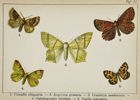 Gottfrid Adlerz (1858–1918) – Scalloped Oak, Orange Moth, and Swallow-tailed Mot - Chromolithograph 1905