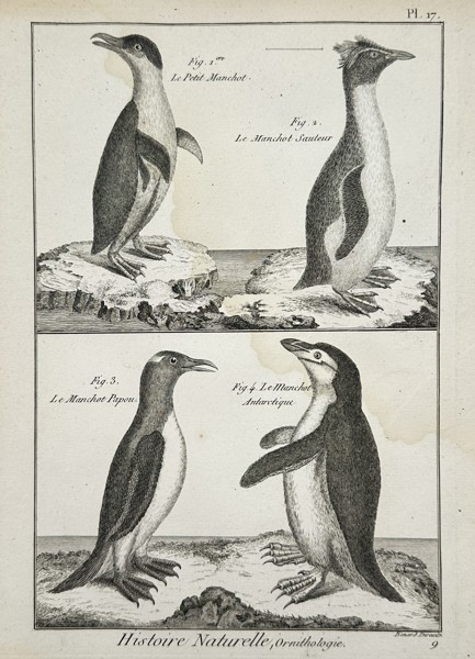 Robert Benard (1734–1777) – Studies of Penguin Species – Engraving (1762–1772)