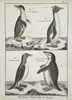 Robert Benard (1734–1777) – Studies of Penguin Species – Engraving (1762–1772)