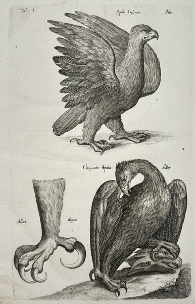John Jonston (1603–1675) – Studies of the Golden Eagle and Talons – Engraving (1650–1653)