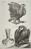 John Jonston (1603–1675) – Studies of the Golden Eagle and Talons – Engraving (1650–1653)