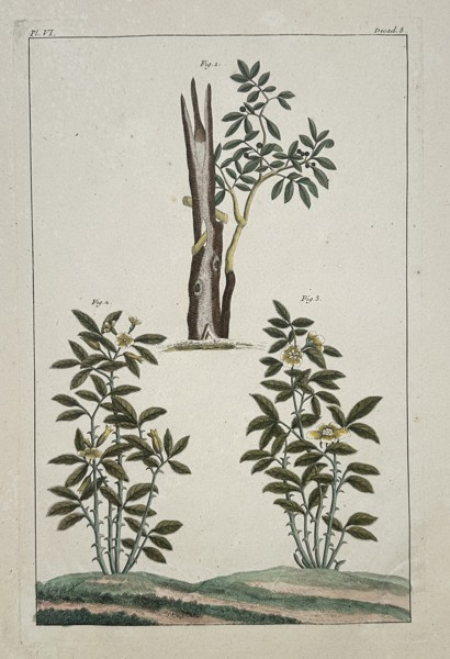 Pierre-Joseph Buc'hoz (1731-1807) – Botanical Illustration of Thorny Shrubs and Grafted Tree – Hand-coloured engraving (1774)