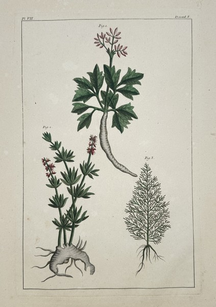 Pierre-Joseph Buc'hoz (1731-1807) – Botanical Studies of Flowering Plants and Root Structures – Hand-coloured engraving (1774)