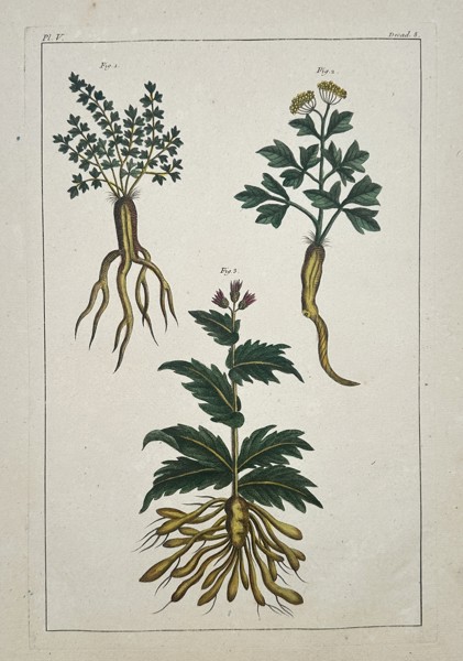 Pierre-Joseph Buc'hoz (1731-1807) – Botanical Studies of Tuberous and Taproot Plants – Hand-coloured engraving (1774)