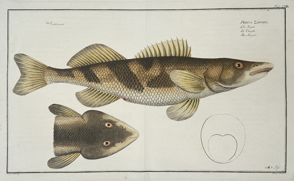 Johan Friedrich August Krueger (1743-1807) – Perca Zingel (Zingel asper) – Hand-coloured etching (1782)