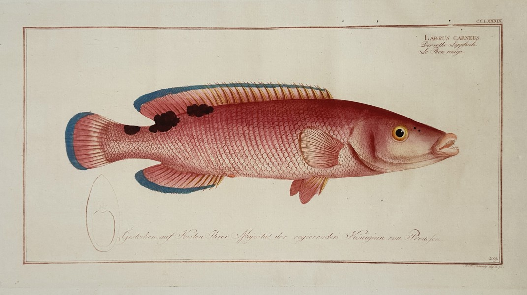 Johan Friedrich August Krueger (1743-1807) – Labrus Carneus (Cuckoo Wrasse) – Hand-coloured etching (1782)