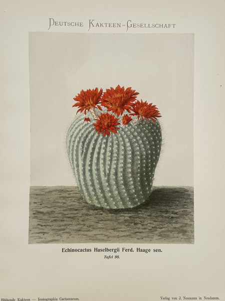 Julius Neumann (1844–1928) – Echinocactus Haselbergii Ferd. Haage sen. – Lithograph (1900)