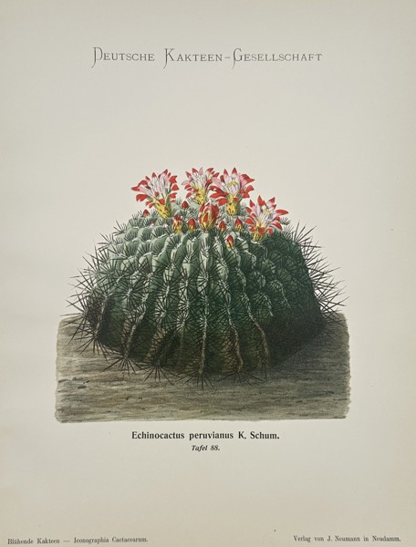 Julius Neumann (1844–1928) – Echinocactus peruvianus K. Schum. – Lithograph (1900)