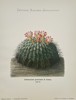 Julius Neumann (1844–1928) – Echinocactus peruvianus K. Schum. – Lithograph (1900)