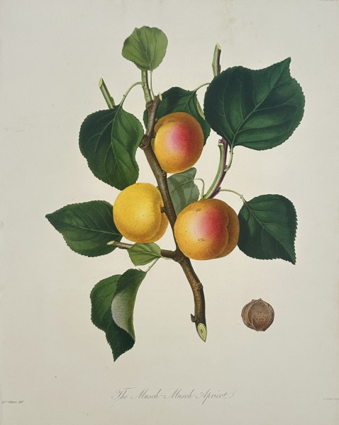 Augusta Innes Withers (1792–1877) – The Musch-Musch Apricot – Hand-coloured engraving (1812)