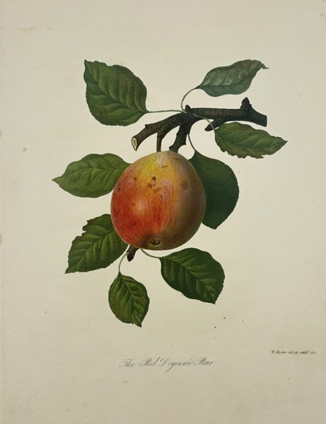 Augusta Innes Withers (1792–1877) – The Red Doyenné Pear – Hand-coloured engraving (1812)