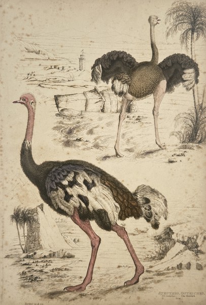 James Turvey (active c. 1820–1850) – Struthio. Ostrich. – Hand-coloured etching (1820)