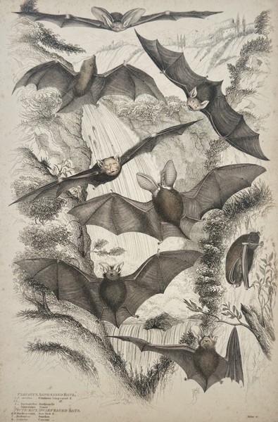 James Turvey (active c. 1820–1850) – Plecotus. Long-eared Bats. – Hand-coloured etching (1840)