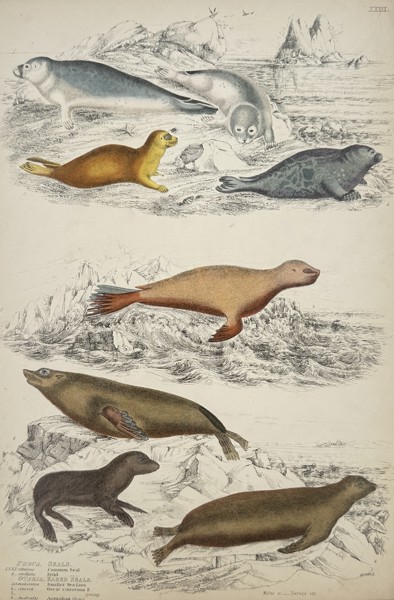 James Turvey (active c. 1820–1850) – Phoca. Seals. Otaria. Eared Seals. – Hand-coloured etching (1840)