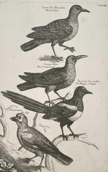 Francis Willughby (1635–1672) – The Jackdaw, Cornish Chough, Magpie, and Jay – Engraving (1678)