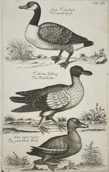 Francis Willughby (1635–1672) – The Canada Goose, The Sheldrake, and The Great Black Duck – Engraving (1678)