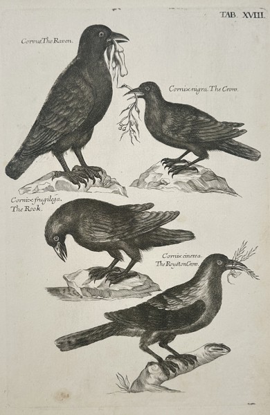 Francis Willughby (1635–1672) – The Raven, The Crow, The Rook, and The Royston Crow – Engraving (1678)