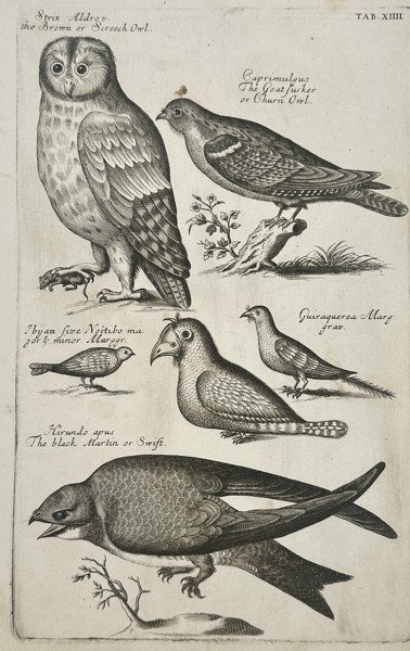 Francis Willughby (1635–1672) – The Brown or Screech Owl, Goat-Sucker, and Swift – Engraving (1678)