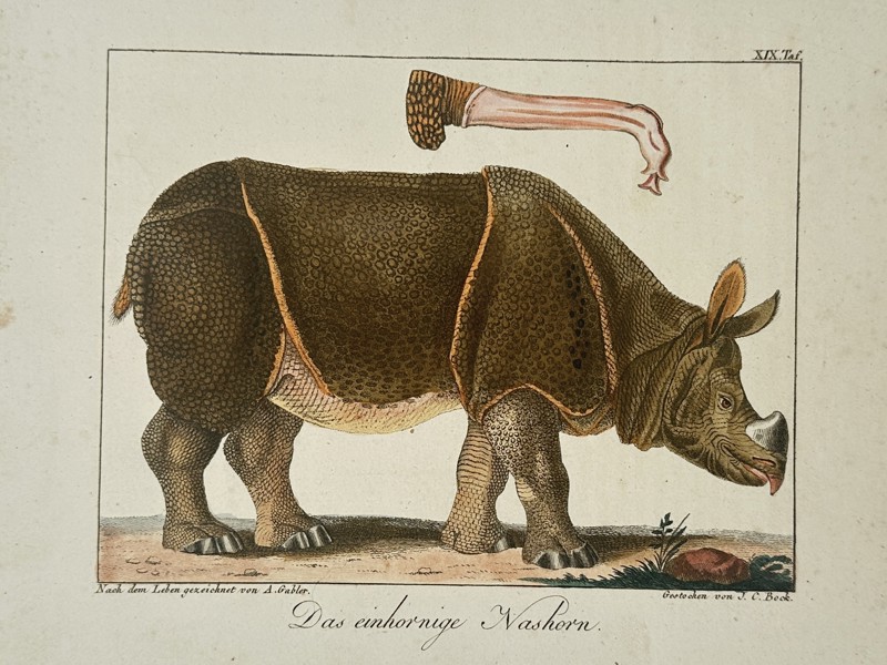 Johann Christoph Bock (1752–1830) – Das einhornige Nashorn (The One-horned Rhinoceros) – Hand-coloured etching (1775)