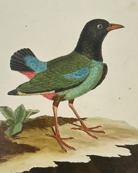 François-Nicolas Martinet (1731–1800) – Merle des Philippines – Hand-coloured etching (1770)