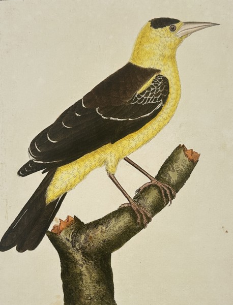 François-Nicolas Martinet (1731–1800) – Troupiale jaune a calotte noire, de Cayenne – Hand-coloured etching (1770)