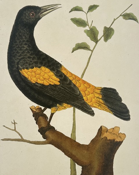 François-Nicolas Martinet (1731–1800) – Troupiale, appellé Cassique jaune, du Brésil – Hand-coloured etching (1770)