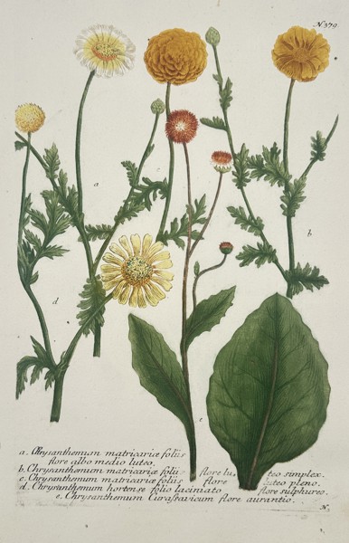 Johann Wilhelm Weinmann (1683–1741) – Chrysanthemum matricariae foliis and Varieties – Hand-coloured engraving (1737)