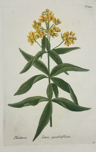 Johann Wilhelm Weinmann (1683–1741) – Blattaria lutea quadrifoliata – Hand-coloured engraving (1737)