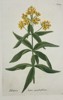 Johann Wilhelm Weinmann (1683–1741) – Blattaria lutea quadrifoliata – Hand-coloured engraving (1737)